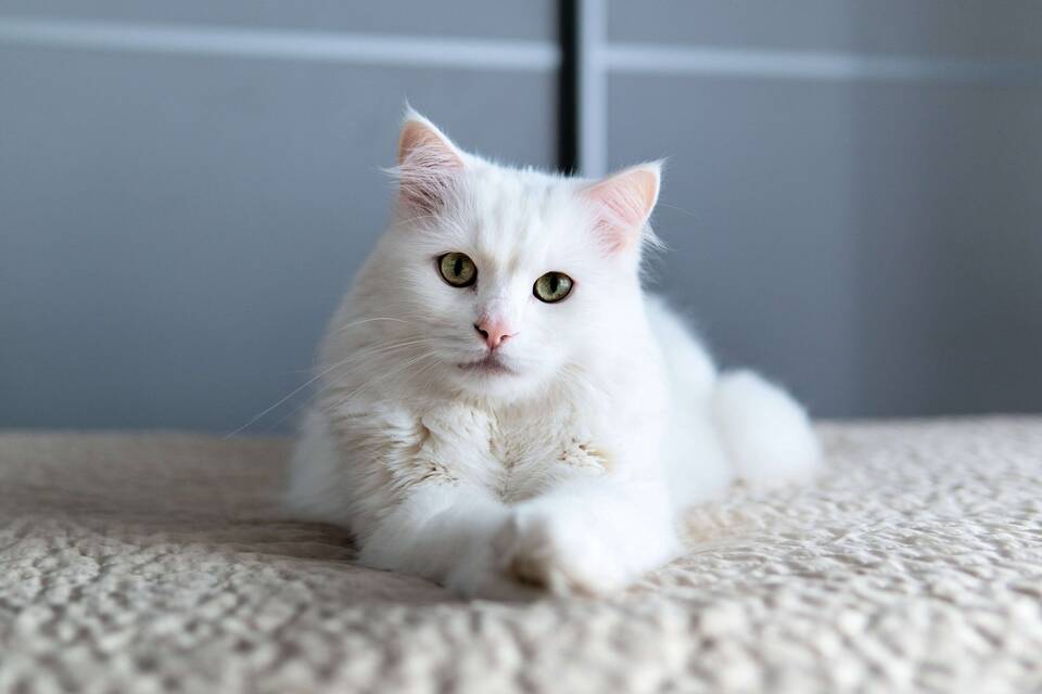 Зачем нужен паспорт кошкам